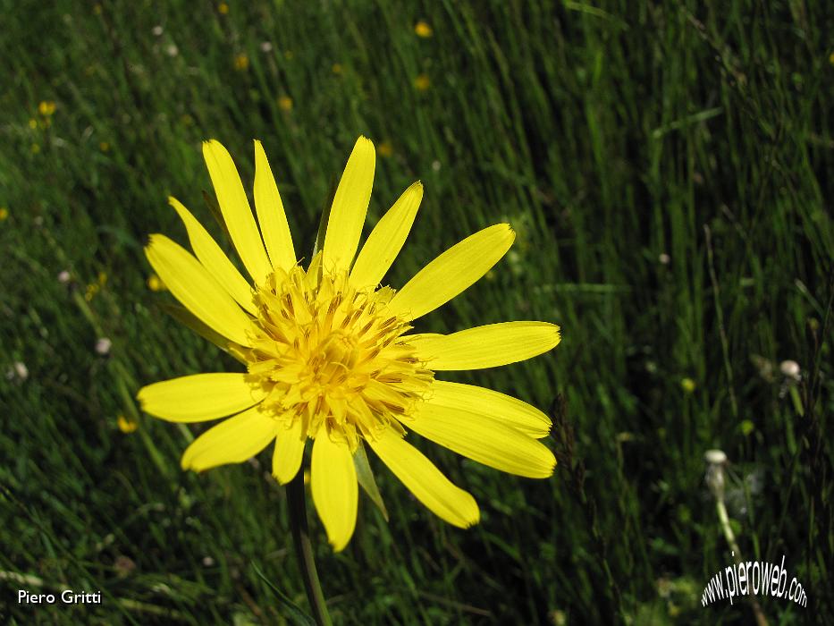 04 Tante 'margherite' gialle!.jpg